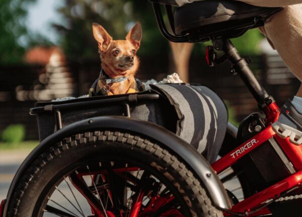 Velotric Triker Electric Tricycle Velotric Triker Electric Tricycle